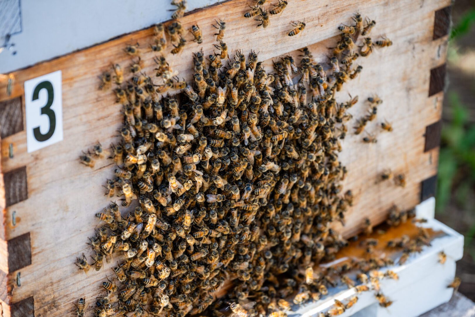 Honeybees swarming around a beehive.