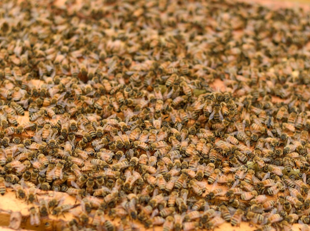 A close up of bees on a pizza crust